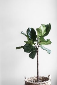 botanical floral art story cover